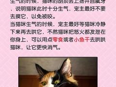 -lincat·猫舍(广州店)