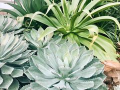 -北京植物园-展览温室