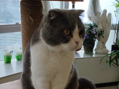 -共舞时光猫咖·狗咖(新街口店)