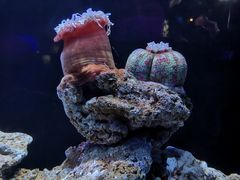 -海合安天津极地海洋公园