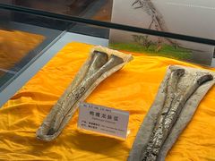 -诸城市恐龙博物馆