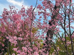 -溪岸路花鸟市场