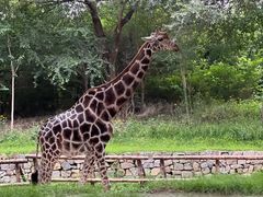 -北京野生动物园