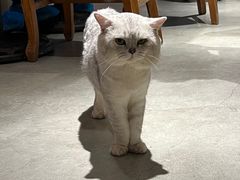 -more than meow吴止猫主题餐厅(承德 中船汇店)