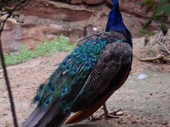 -青藏高原野生动物园