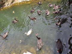 -长白岛森林公园