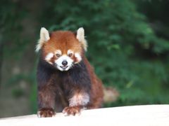 -常州淹城野生动物世界