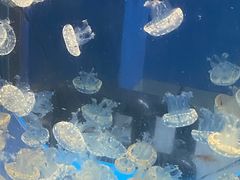 -海合安武汉极地海洋公园