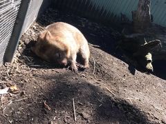 -费瑟代尔野生动物园