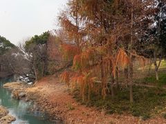 -贡湖湾湿地公园