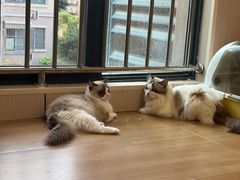 -唐小姐の私宠·宠物洗护美容·撸猫馆·购宠(周浦万达旗舰店)