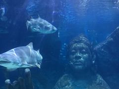 -暹罗海洋世界