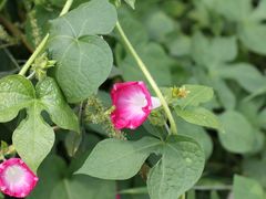 -北京东方普罗旺斯薰衣草庄园