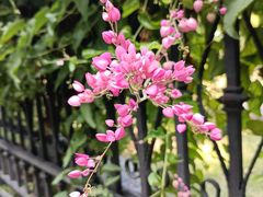 -中国科学院华南植物园