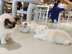 -藏猫猫咖啡主题馆(中央大道店)