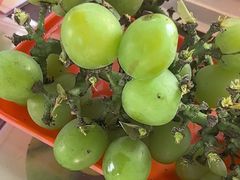 -马陆小张葡萄园农家乐