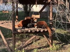 -合肥野生动物园