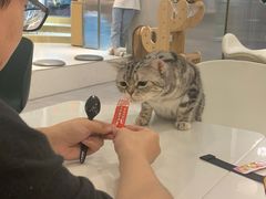 -飞行喵MR PILOT|猫舍·猫咖(静安大融城店)