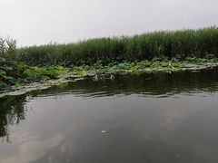 -白洋淀景区