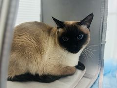 -纳吉亚猫专科动物诊疗中心(蒋宅口分院)