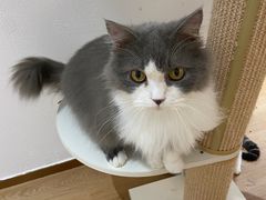 -1013 PET SHOP精品宠物商店(丁香店)