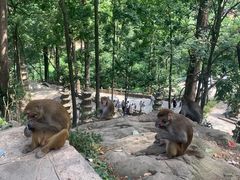 -黔灵山公园