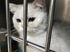 -关爱动物医院·心脏·中兽医·异宠(金牛路分院)