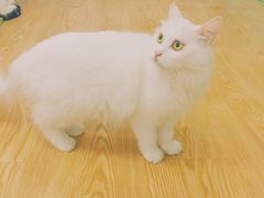 -萌喵宠狗爱心宠咖