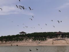 -南大港湿地风景区