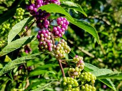 -国家植物园南园