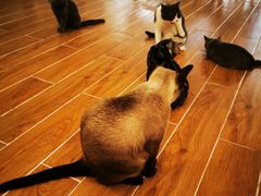 -猫友咖啡店(玉林西路店)