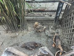 -海南槟榔谷黎苗文化旅游区