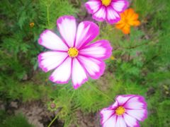 -春花秋色城市公园