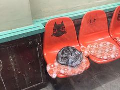 -猫咪博物馆(顶澳仔猫街店)