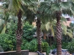 -三亚湾海居铂尔曼度假酒店