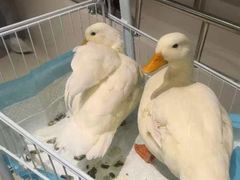 -怪兽屋·羊驼·猫咖·狗咖(俊华广场店)