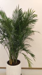 -侒悦缦月子中心·疗愈园区(龙岗店)