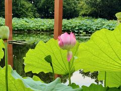 -陈家山荷花公园