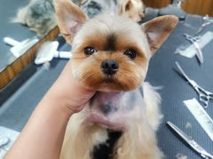 -鑫艺宠物美容培训学校