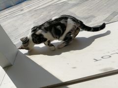-飞行喵MR PILOT|猫舍·猫咖(静安大融城店)