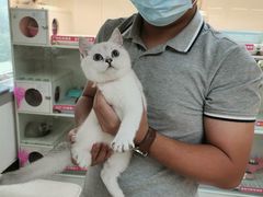 -lincat·猫舍(广州店)