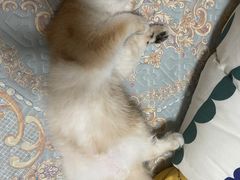-lincat·猫舍(广州店)