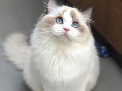 -Amber(香港置地文华东方酒店)