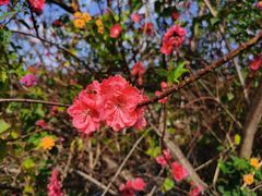 -新塘水果乐园(东洲大道店)