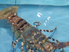 -利龙海鲜酒楼(建发·珑璟湾店)