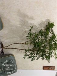 -北京炫美医疗美容