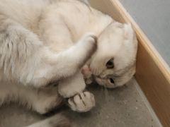-飞行喵MR PILOT|猫舍·猫咖(静安大融城店)