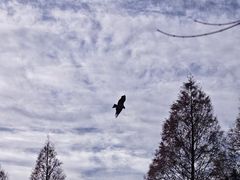 -神户市立六甲山牧场