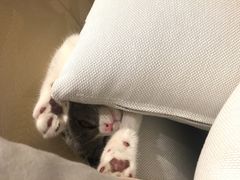 -猫大福·Fortune Cat猫舍(百子湾店)