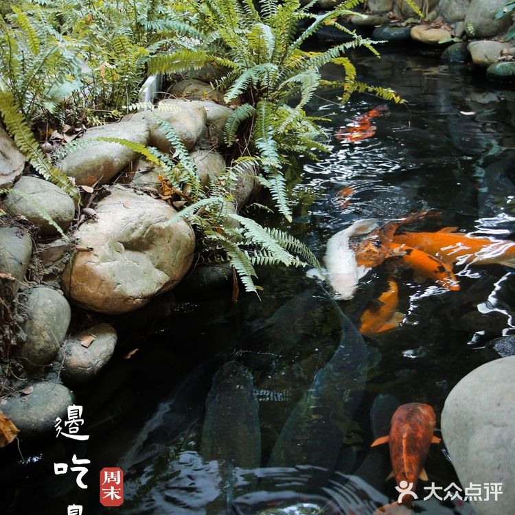 一百元五个人的中式咖啡，有山有水有金鱼